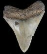 Serrated, Fossil Megalodon Tooth - Georgia #45114-1